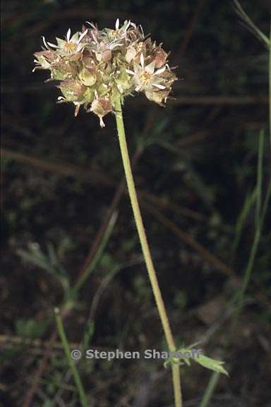 horkelia tridentata var tridentata 3 graphic